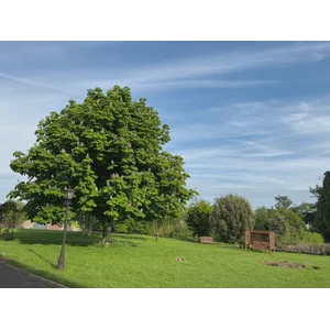 Tai Chi & Tranquility Weekend